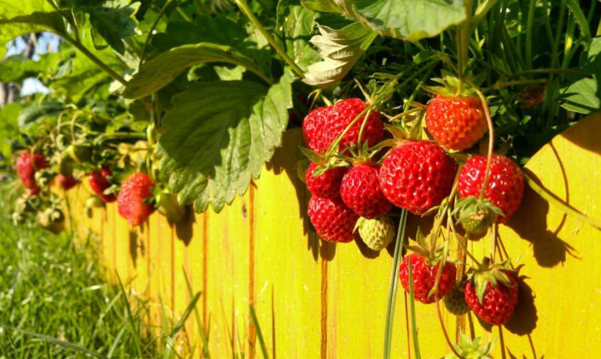 Новгородские аграрии могут получить на развитие до 70 миллионов рублей