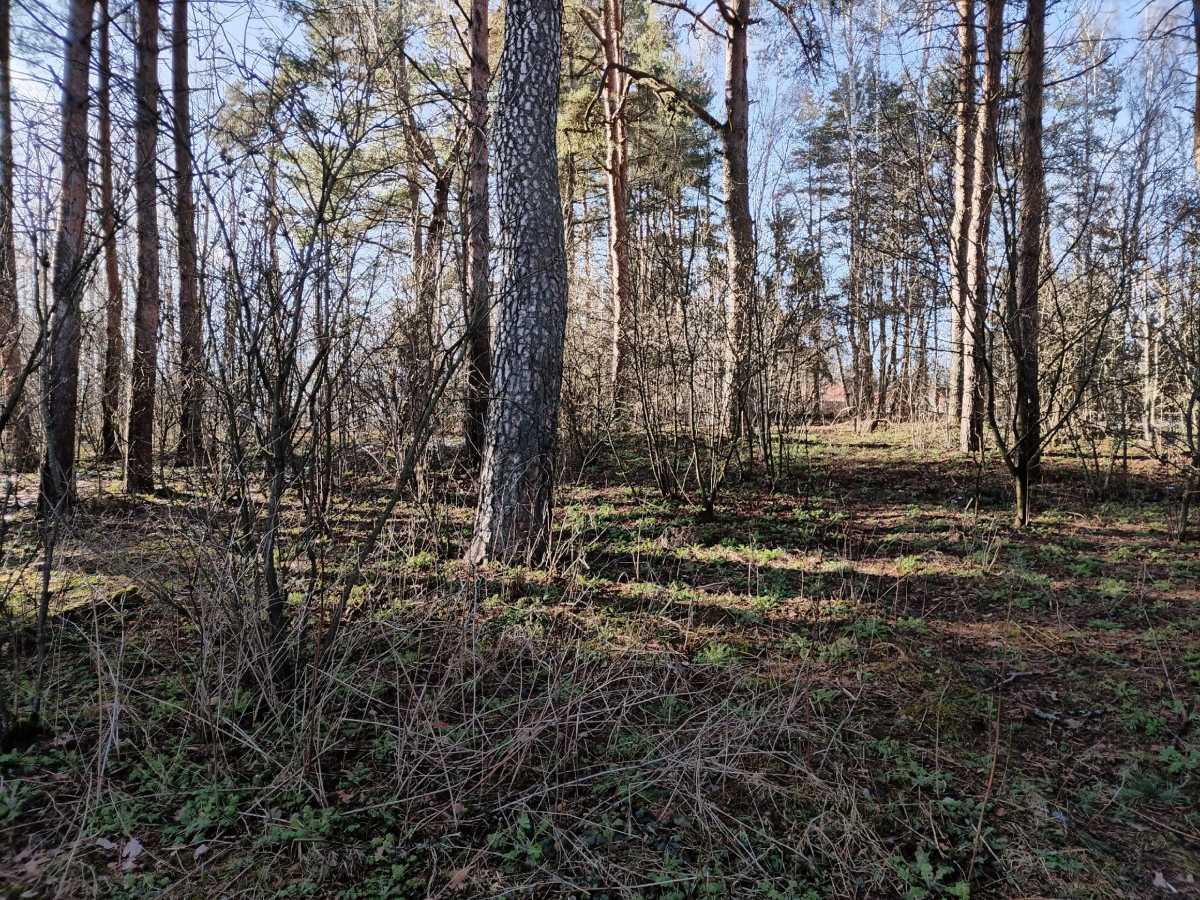 Под Боровичами вывели из леса заблудившуюся женщину