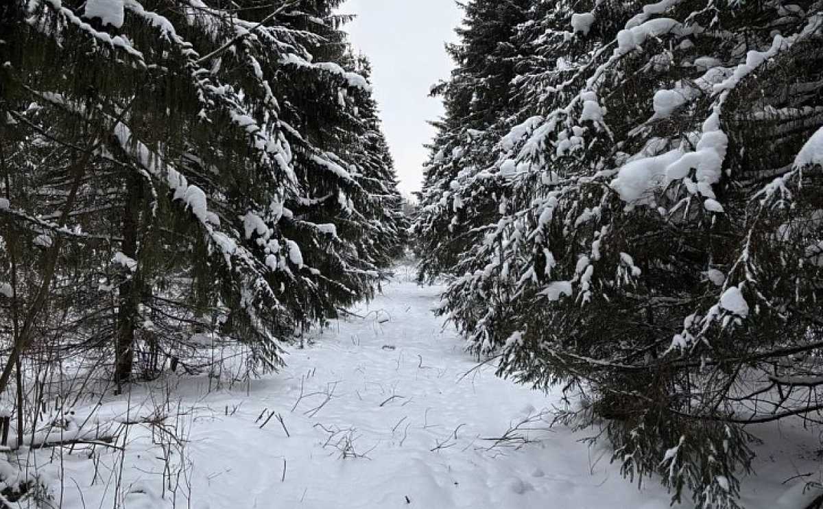 Клонированные ели помогают восстановить леса в Новгородской области