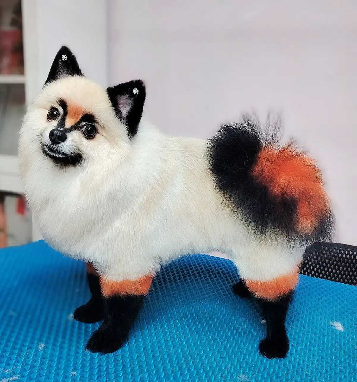 Коты и собаки необычного окраса могут появиться на улицах Великого Новгорода