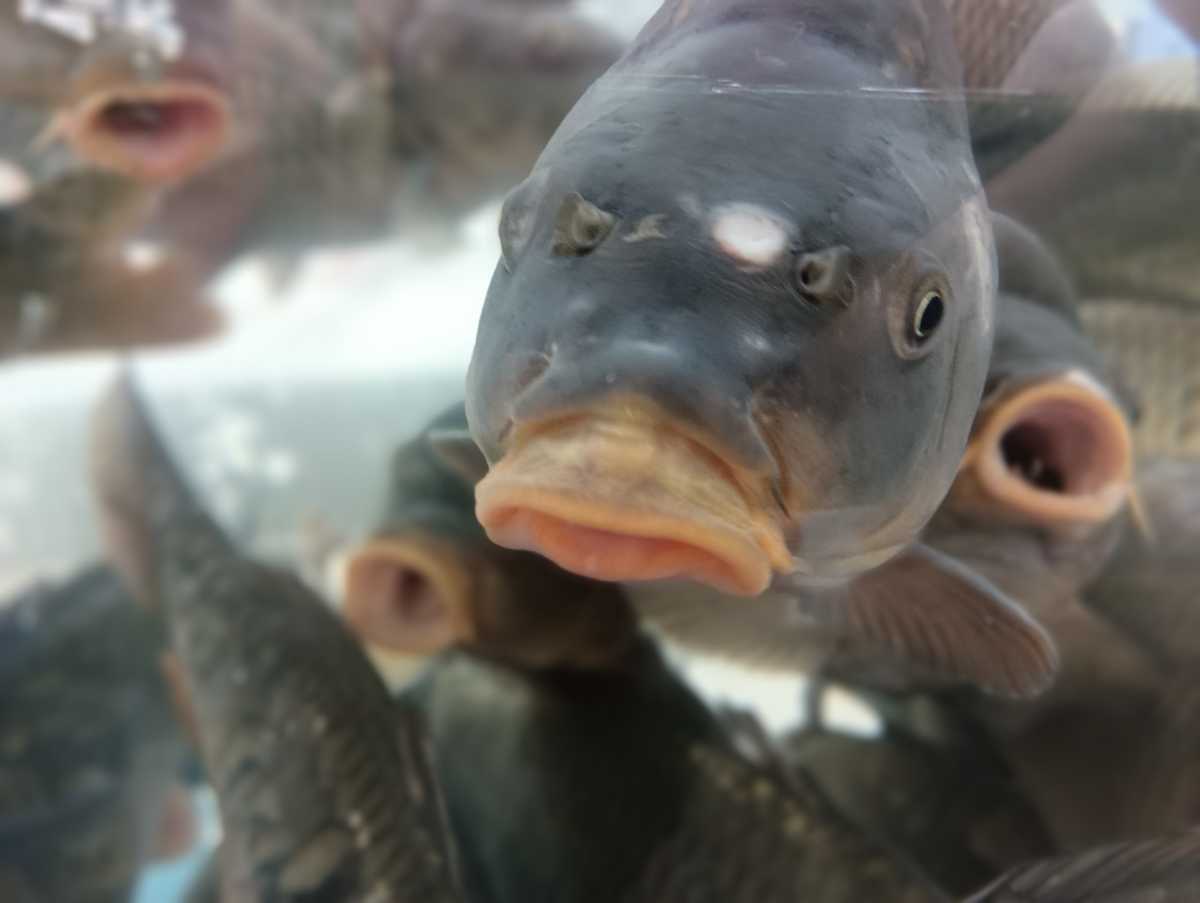 Более 1500 тонн рыбы вырастили за год в Новгородской области