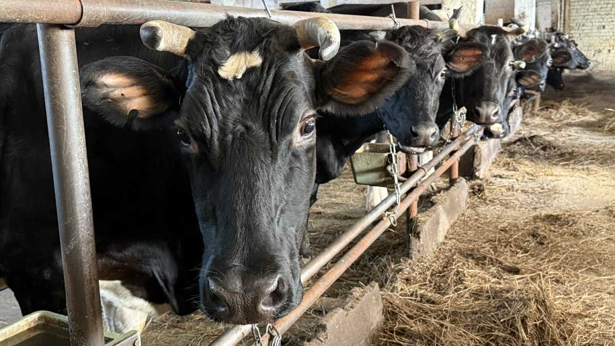 Молочные хозяйства Батецкого округа за год дали почти 11 тысяч тонн молока