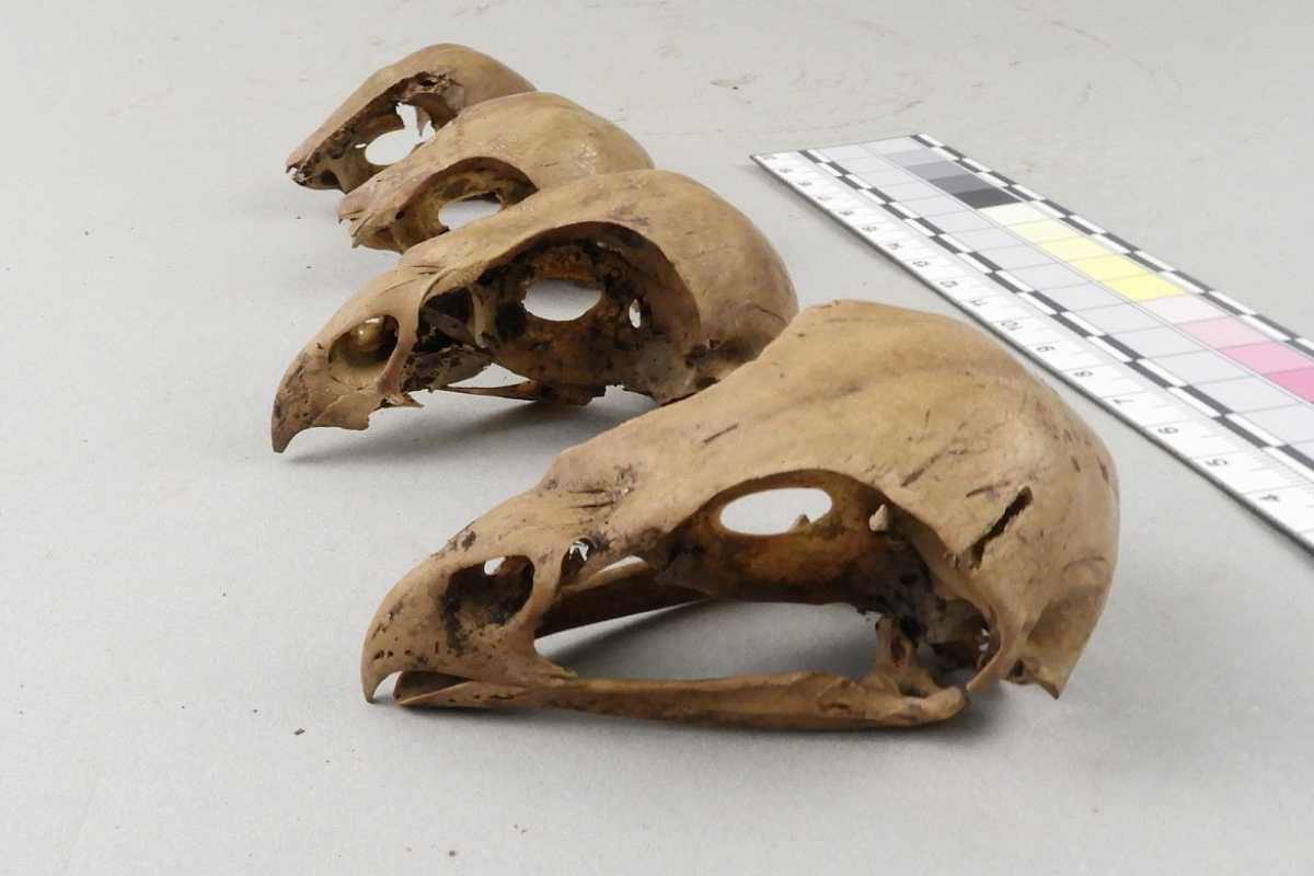 В XII веке на территории Пятницкого раскопа в Старой Руссе был соколиный двор