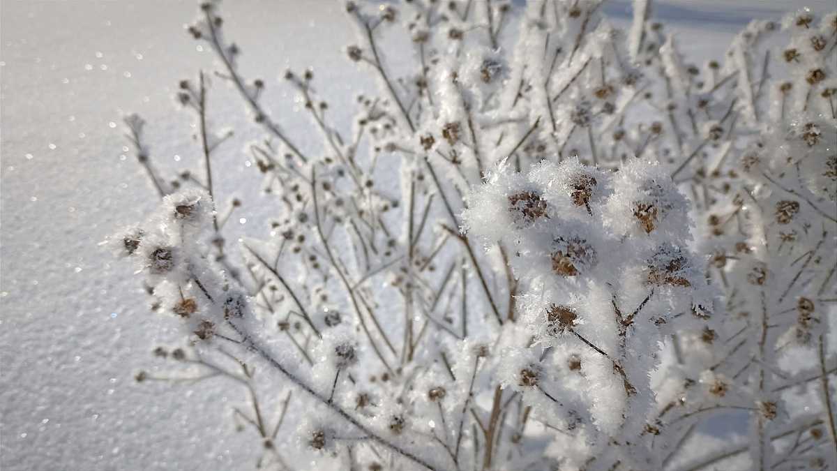 Жителей восточных районов Новгородской области предупредили о сильной метели