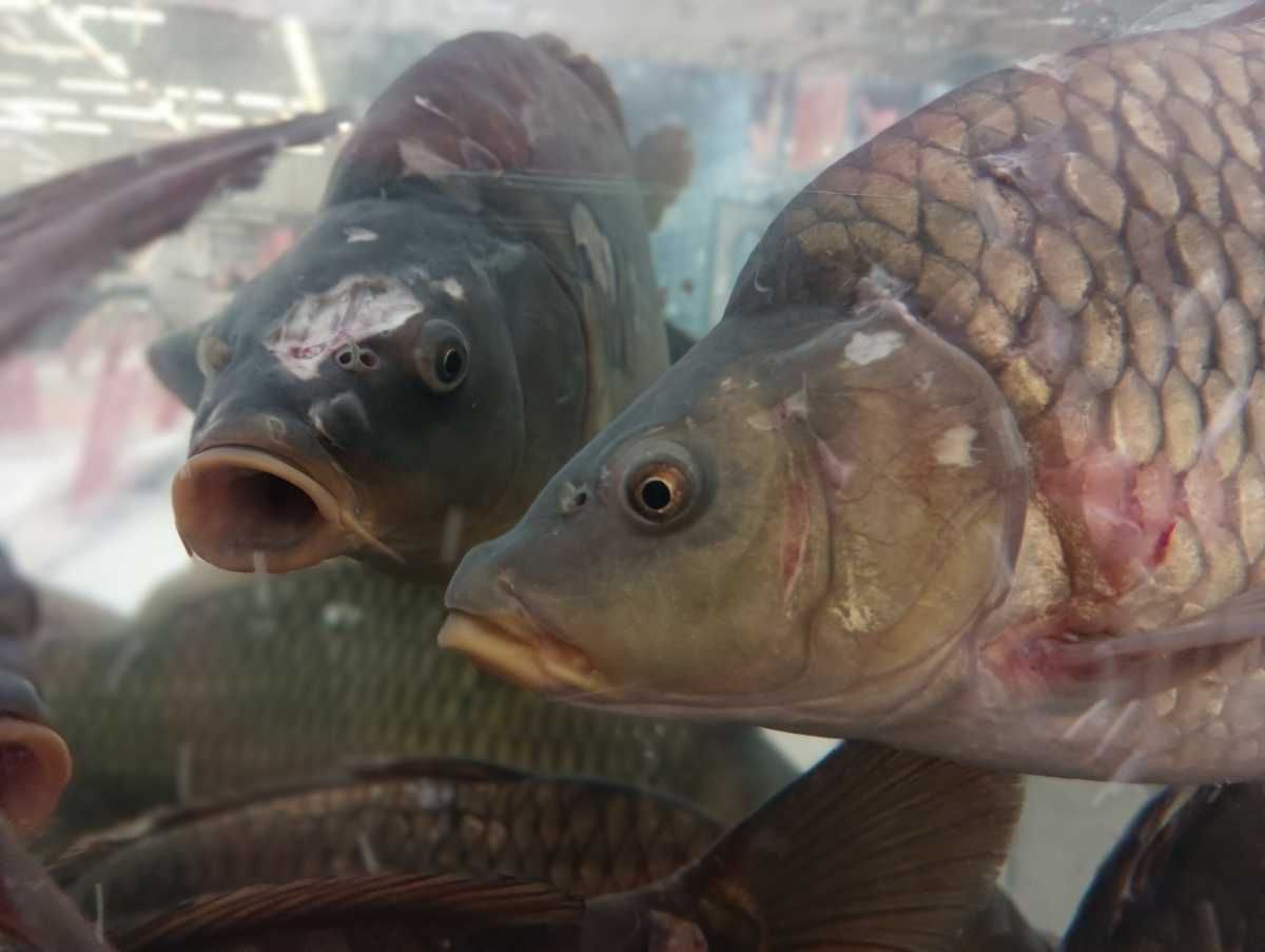 Очередная акция «Доступная рыба» пройдёт в Великом Новгороде 21 февраля