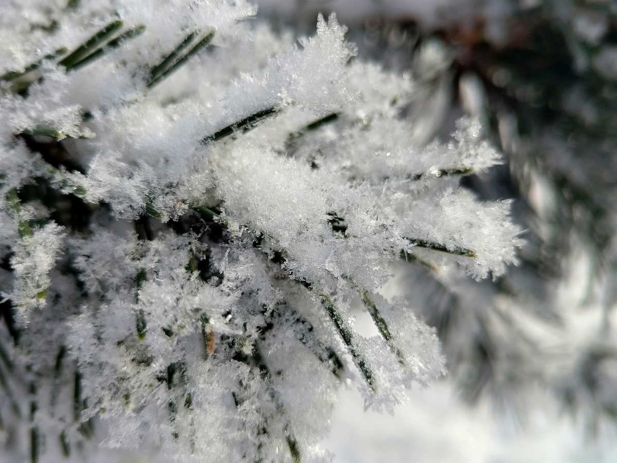 На Новгородскую область идёт сильный снегопад