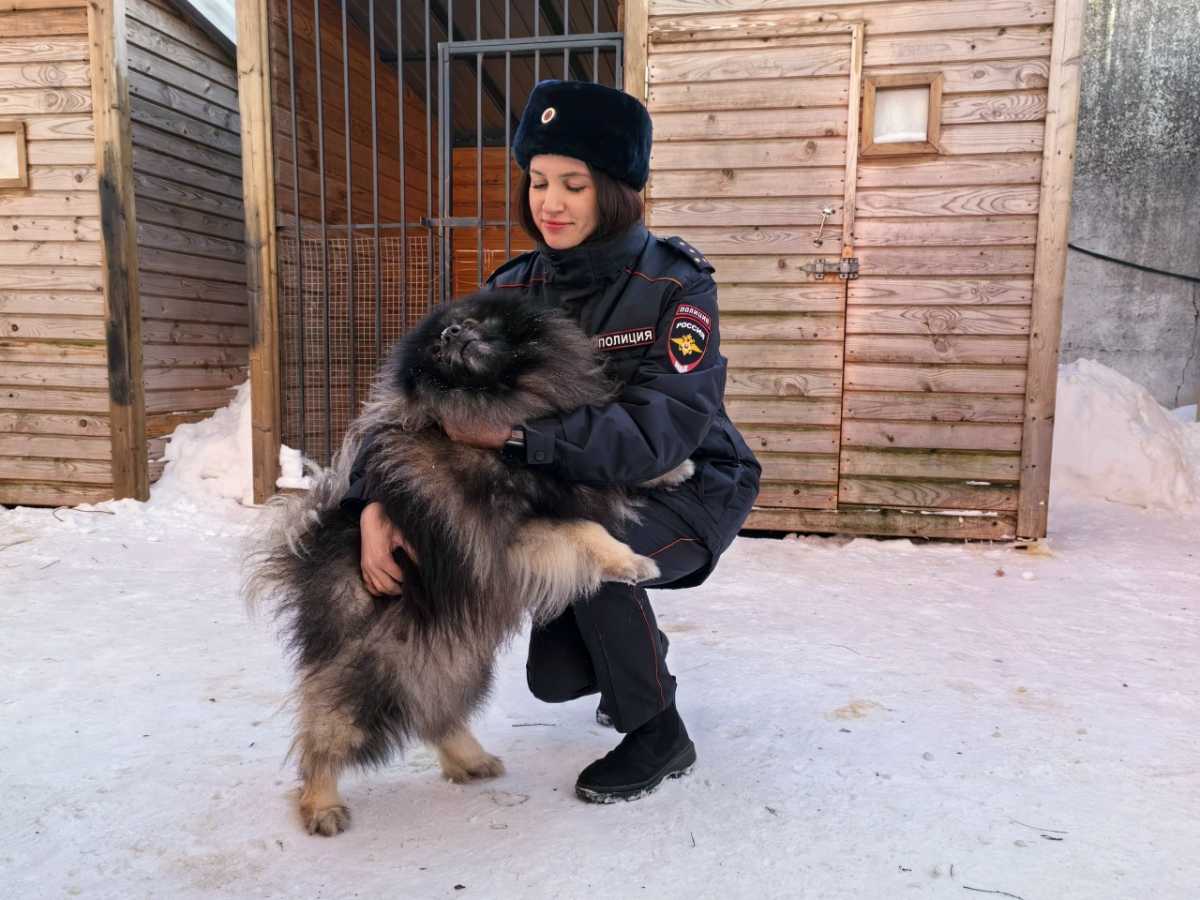 В новгородском УМВД рассказали, как собак-детекторов учат по запаху находить преступников