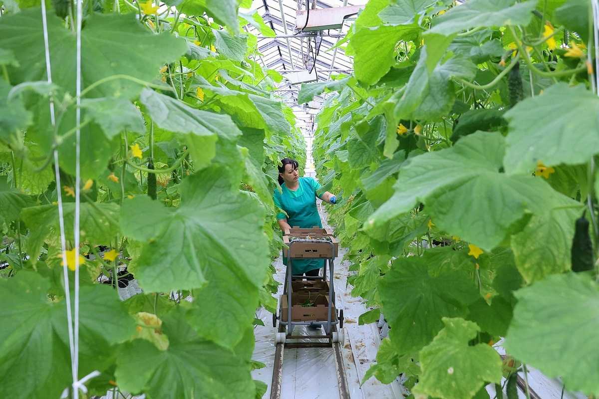 На новгородском тепличном предприятии планируют вырастить более 6 тысяч тонн овощей и зелени