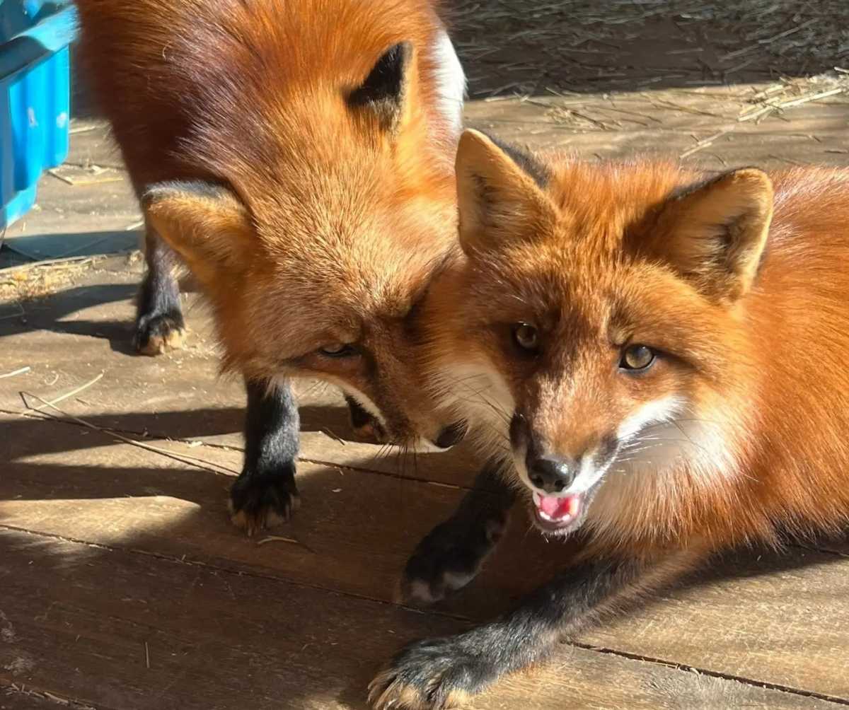 Новгородская турбаза появится на интерактивной карте предпринимателей России
