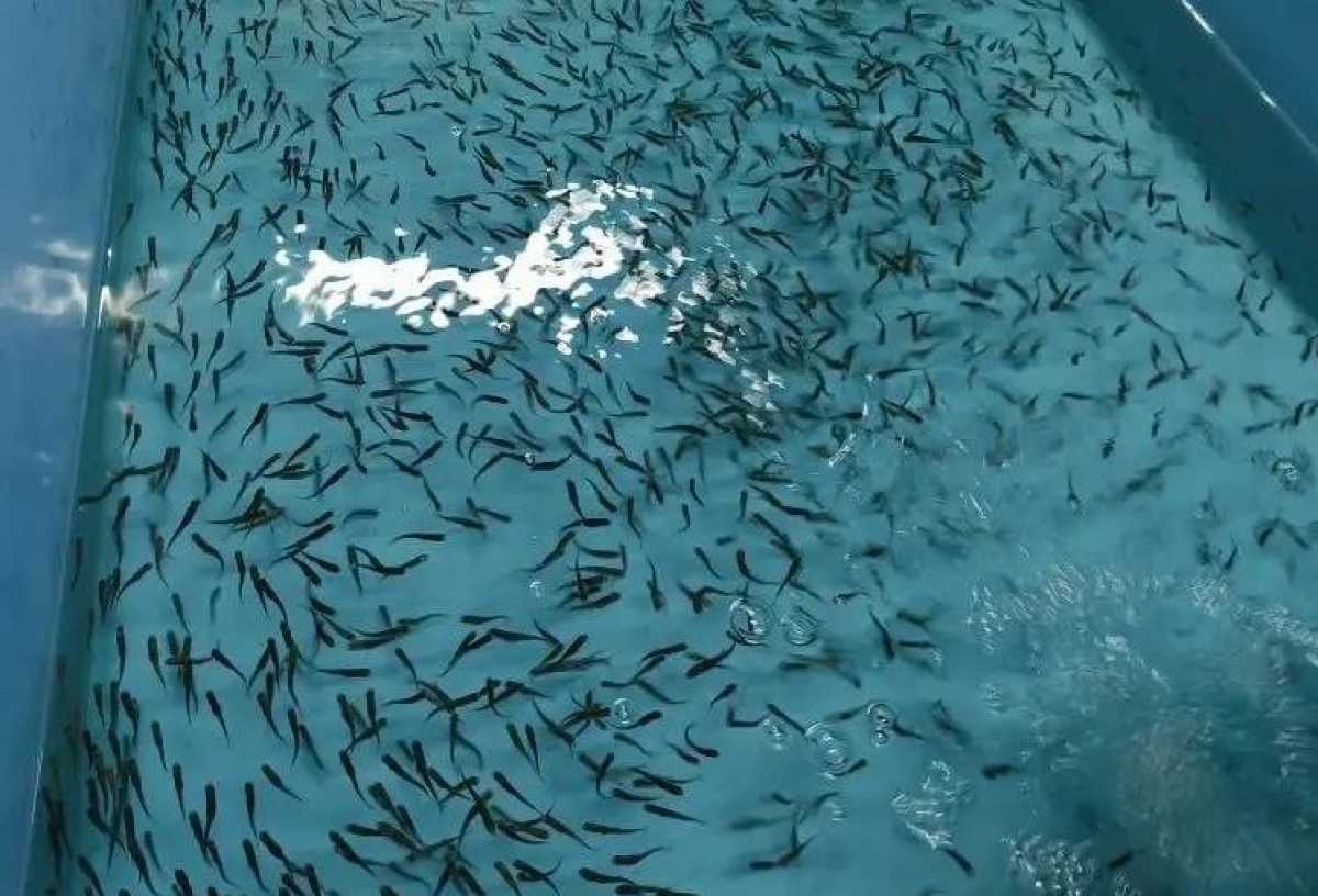 Валдайское рыбоводческое предприятие получило право экспортировать мальков форели