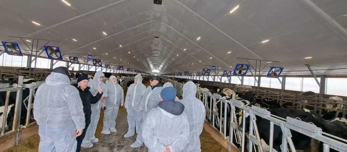 Новгородским животноводам показали российские доильные роботы «Волшебник»