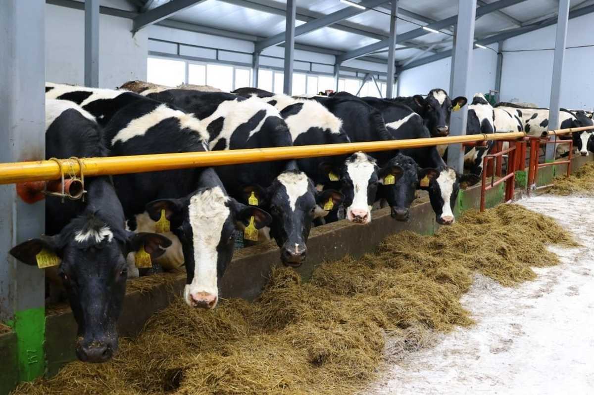 По железной дороге в Новгородскую область ввезли 34 тысячи тонн кормов для сельхозживотных