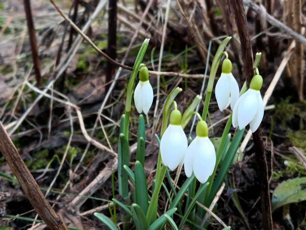 Синоптики рассказали о сюрпризах, которые погода готовит новгородцам
