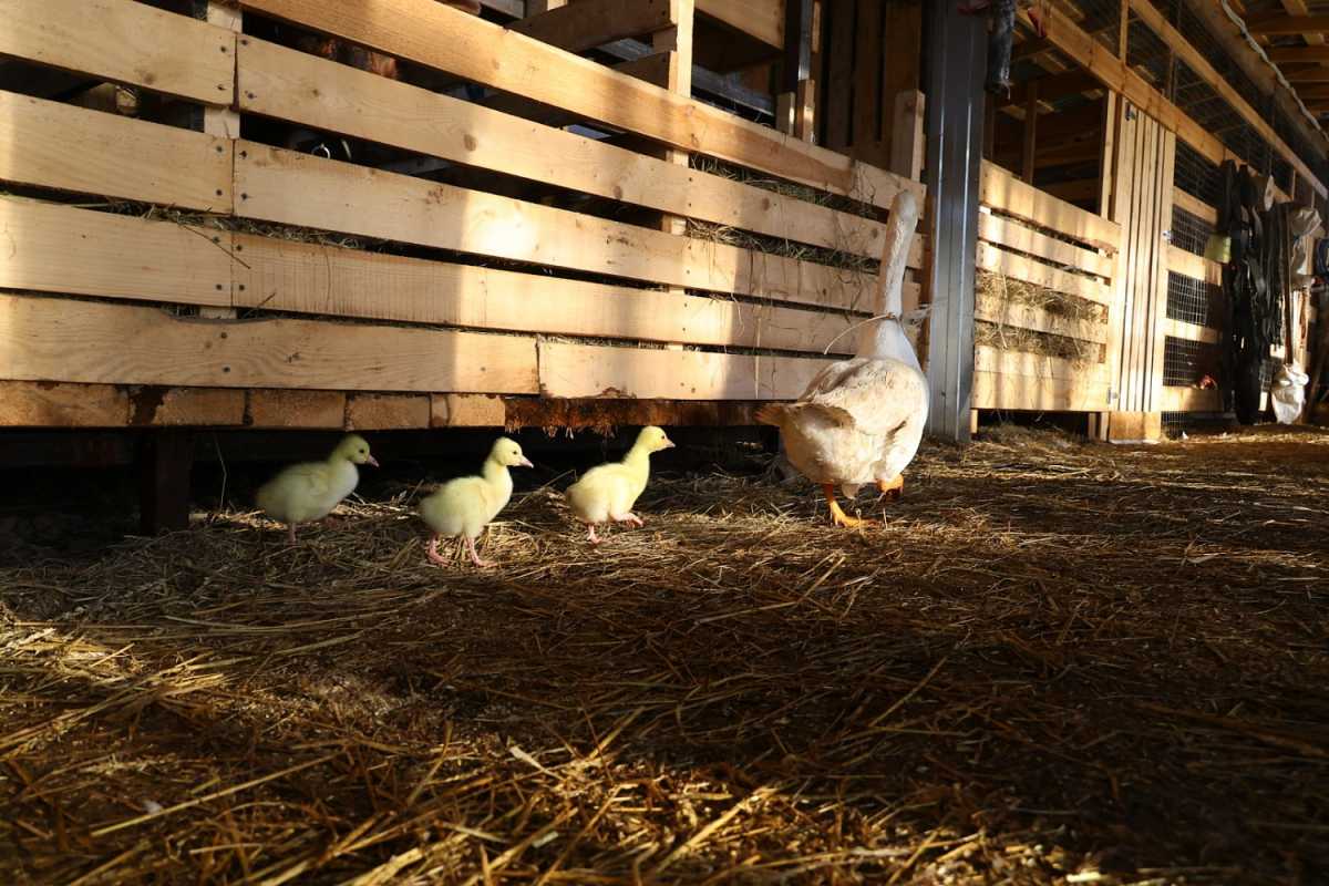 Волотовский фермер планирует создать в деревне зону отдыха для уставших от городской суеты