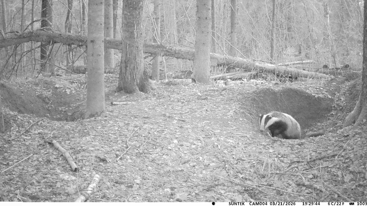 Новгородские барсуки вышли из зимней спячки раньше обычного