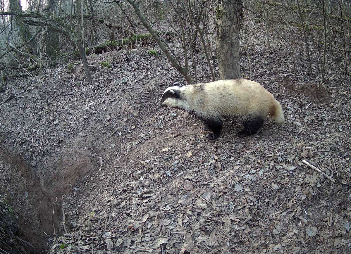 Новгородские барсуки приступили к уборке своих городков после зимы