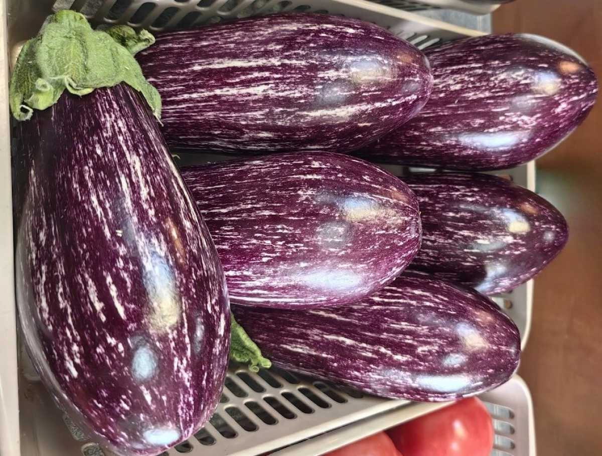 Первый урожай баклажанов собрали в новгородском тепличном комплексе