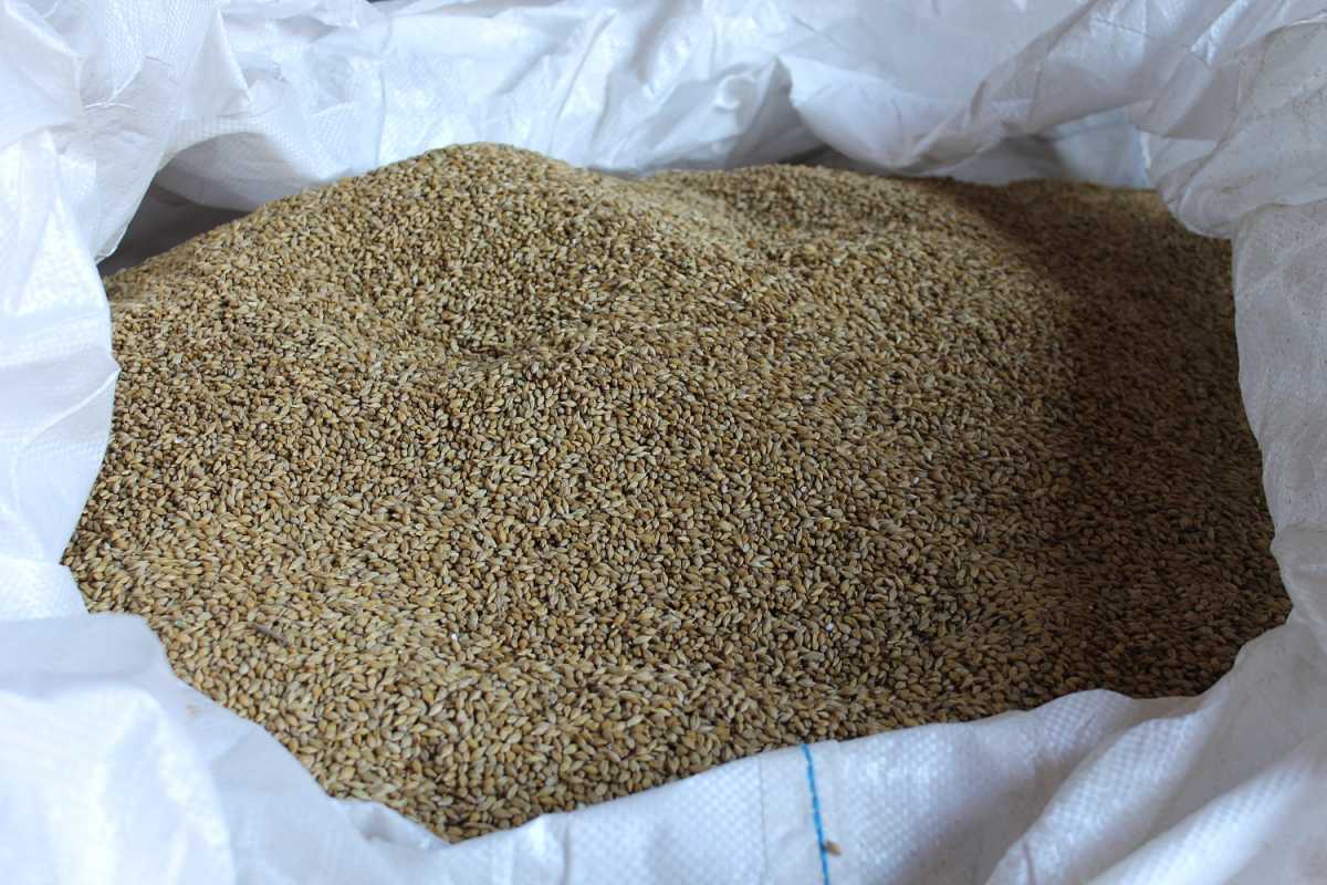 Ячмень российской селекции будут выращивать под Великим Новгородом