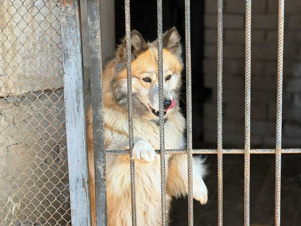 Приют для бездомных животных в Великом Новгороде будут ремонтировать