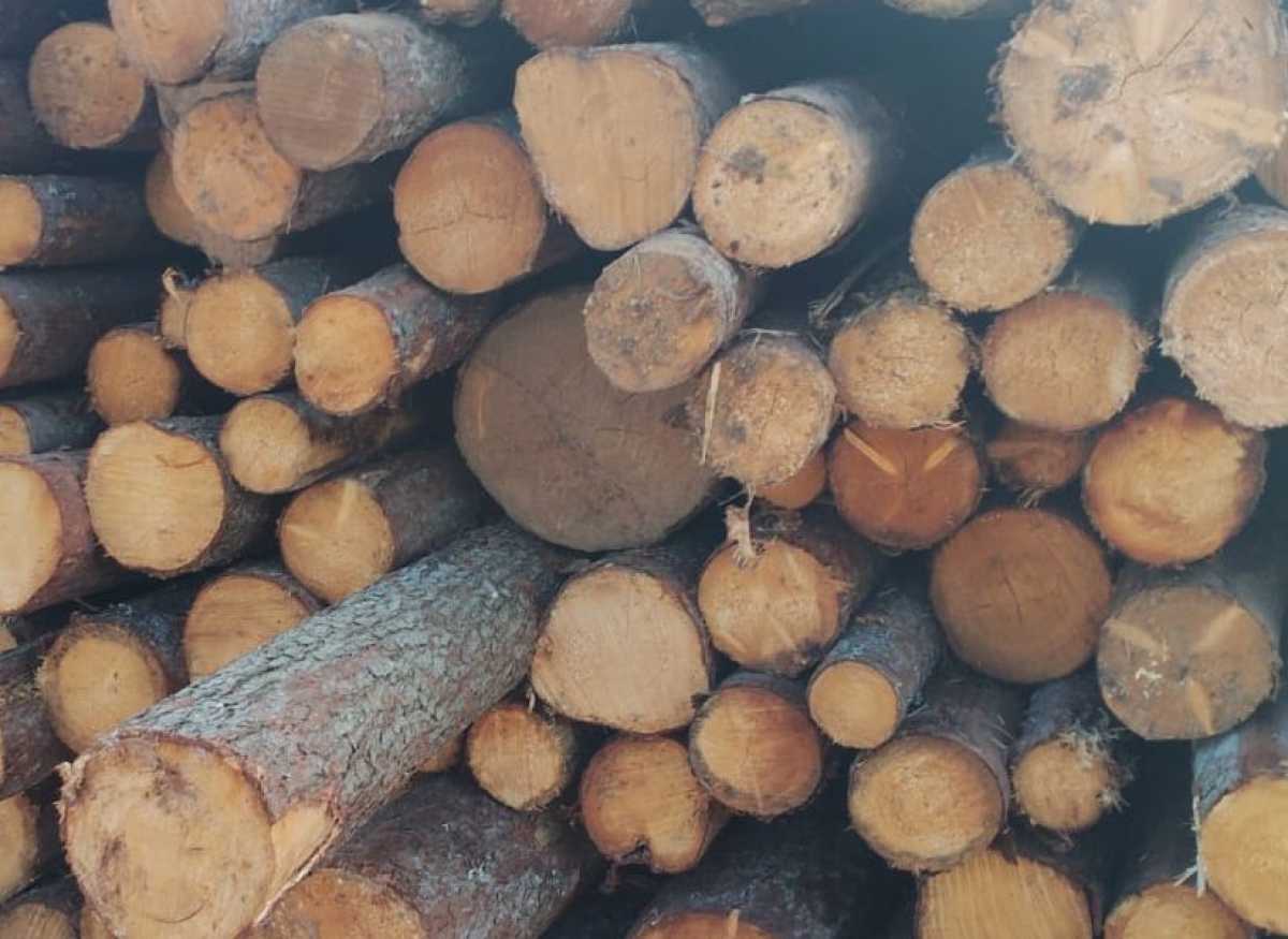 Новгородскую древесину экспортировали в Египет, Китай и Японию