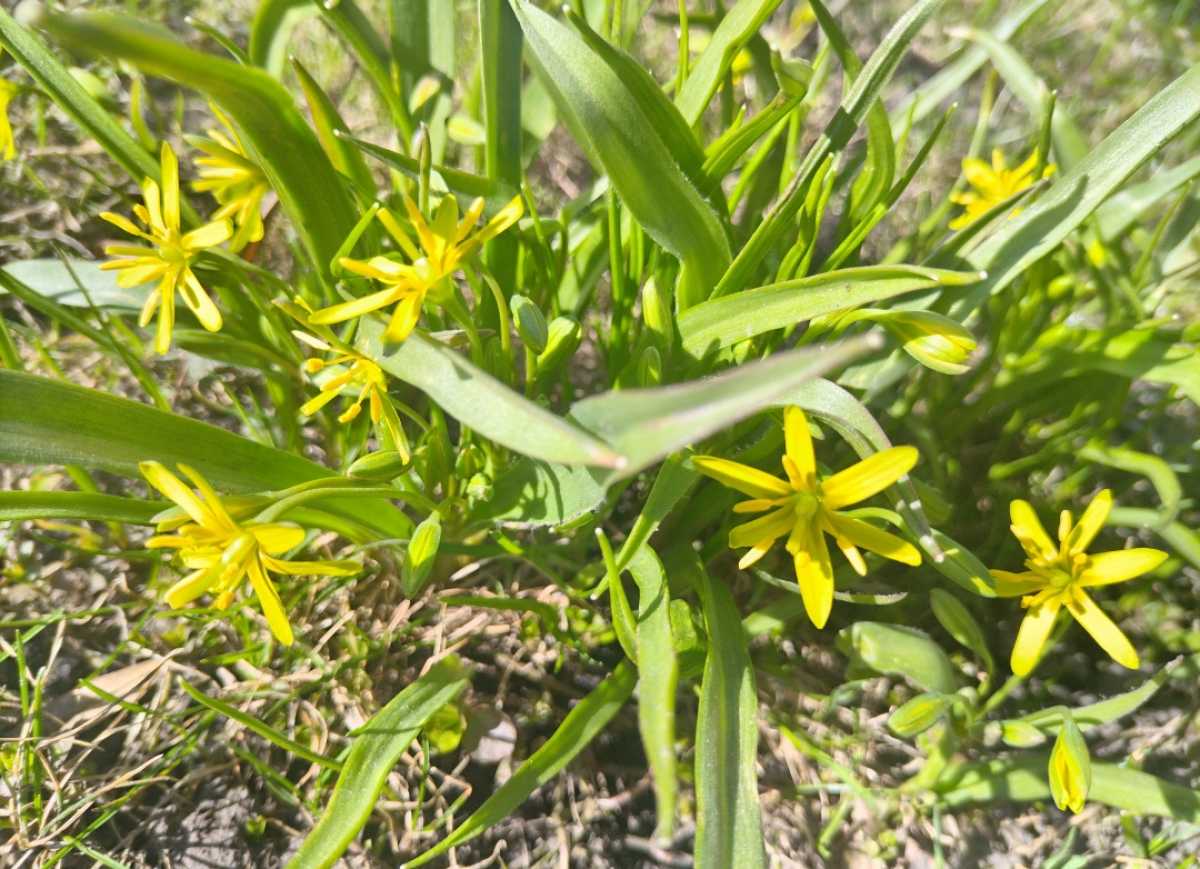 Ветреная и прохладная погода задержится в Новгородской области