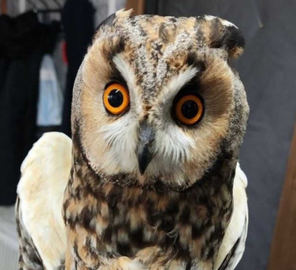 Новгородский соколиный двор выпустил на волю выздоровевшую ушастую сову