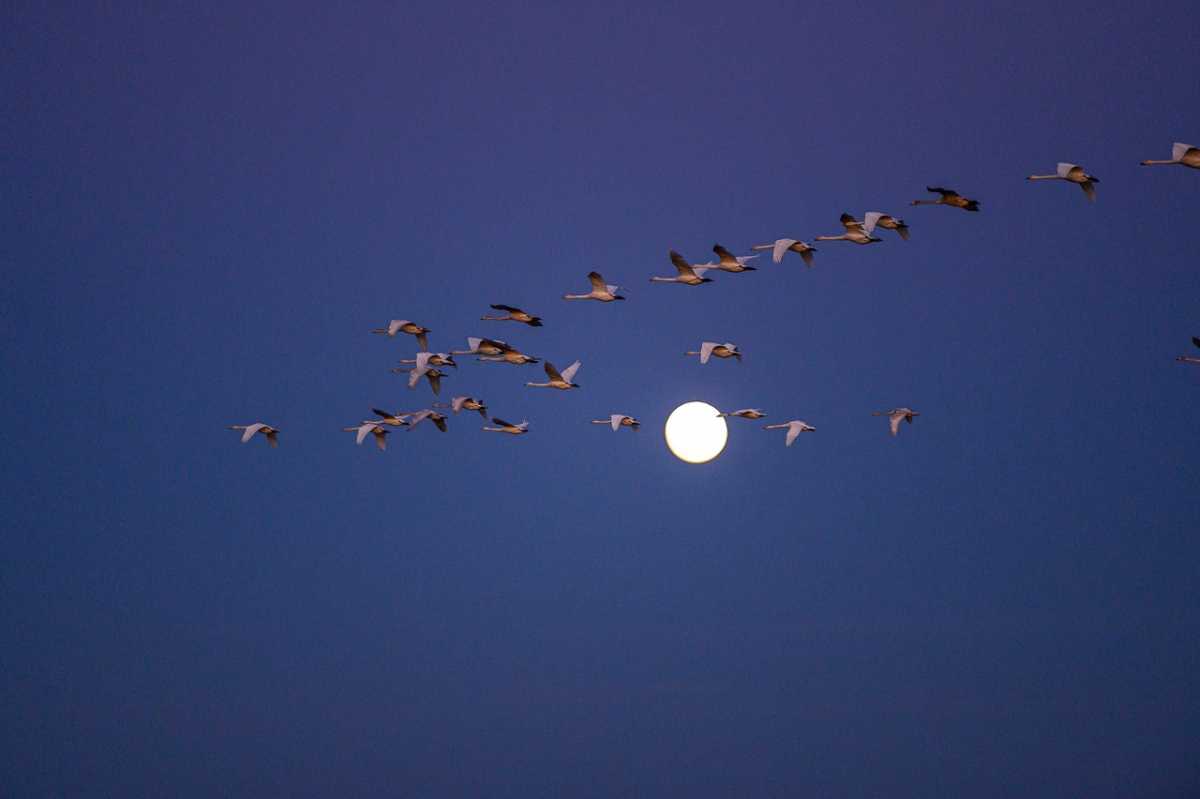 С 11 апреля в Новгородской области открывается охота на пернатую дичь