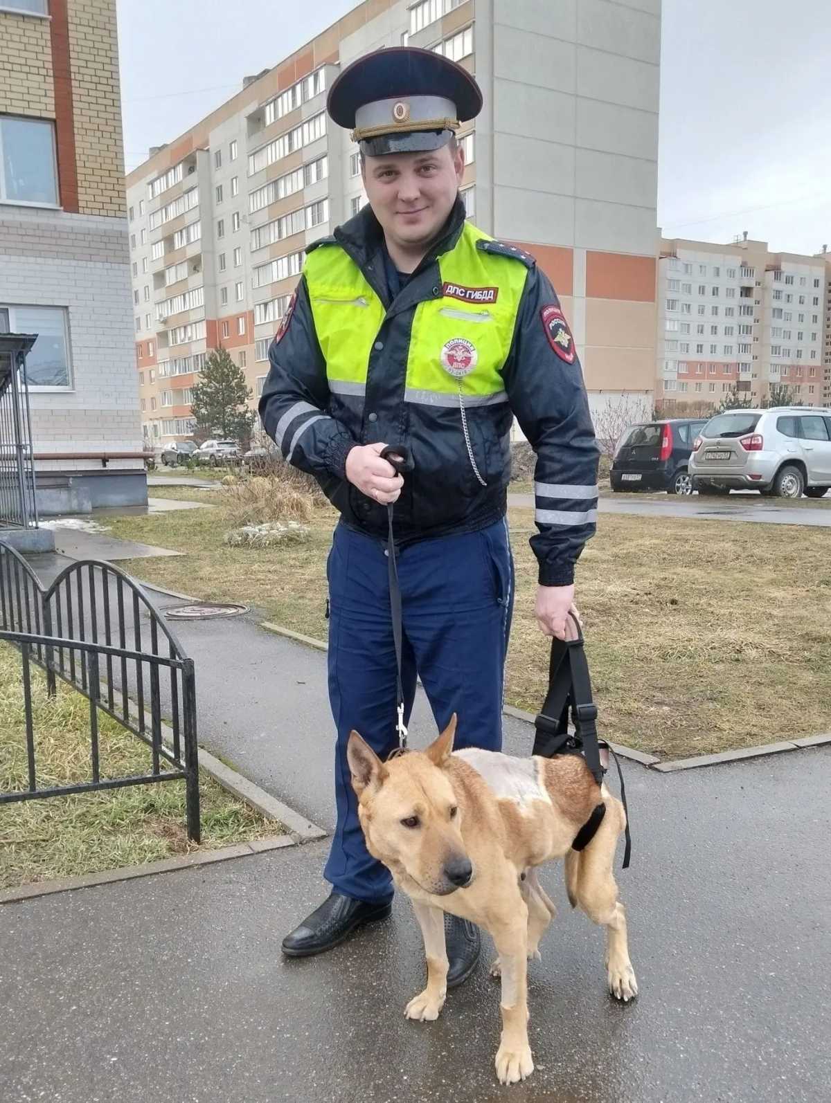 Сотрудники ДПС из Новгородского округа помогли установить личность водителя, сбившего собаку на трассе