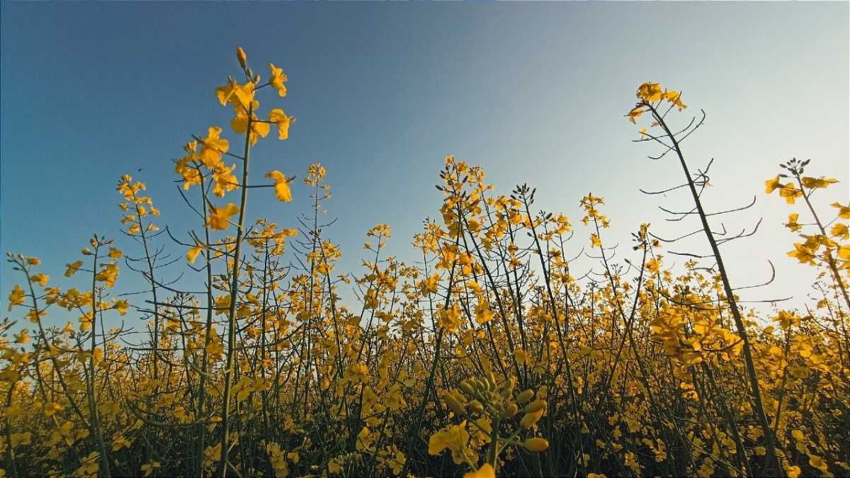 Новгородские аграрии приобрели почти 9 тысяч тонн удобрений