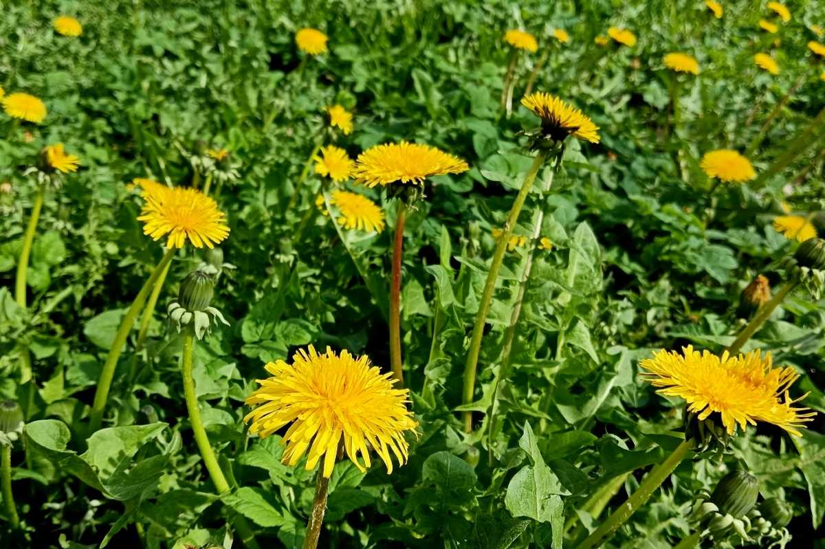 Новгородскую область заденет холодный атмосферный фронт