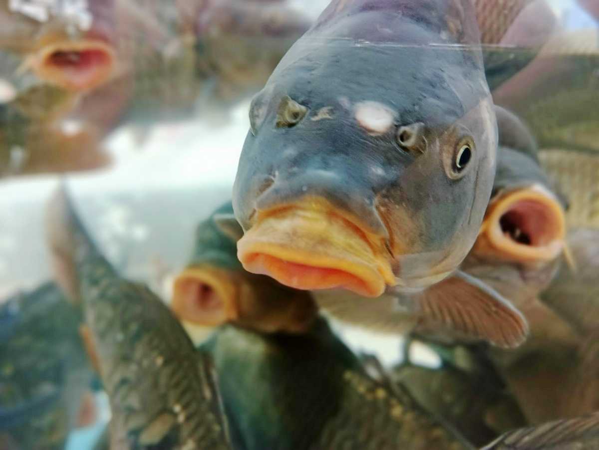 Демянский округ лидирует в Новгородской области по выращиванию товарной рыбы