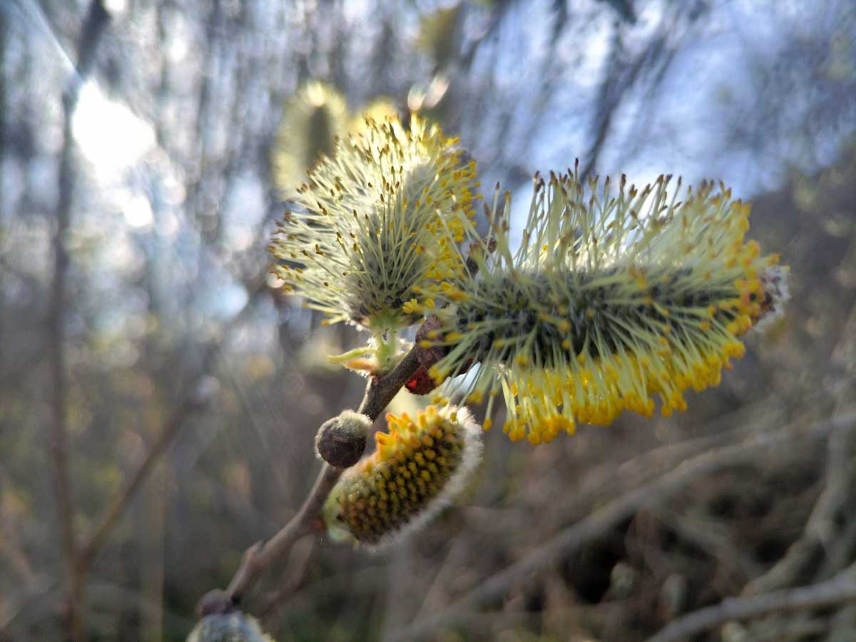Снег с дождём придут в Новгородскую область на смену солнечной погоде