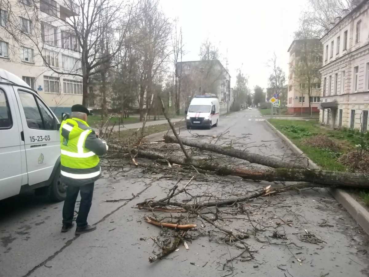 На дорогу в Великом Новгороде упало дерево