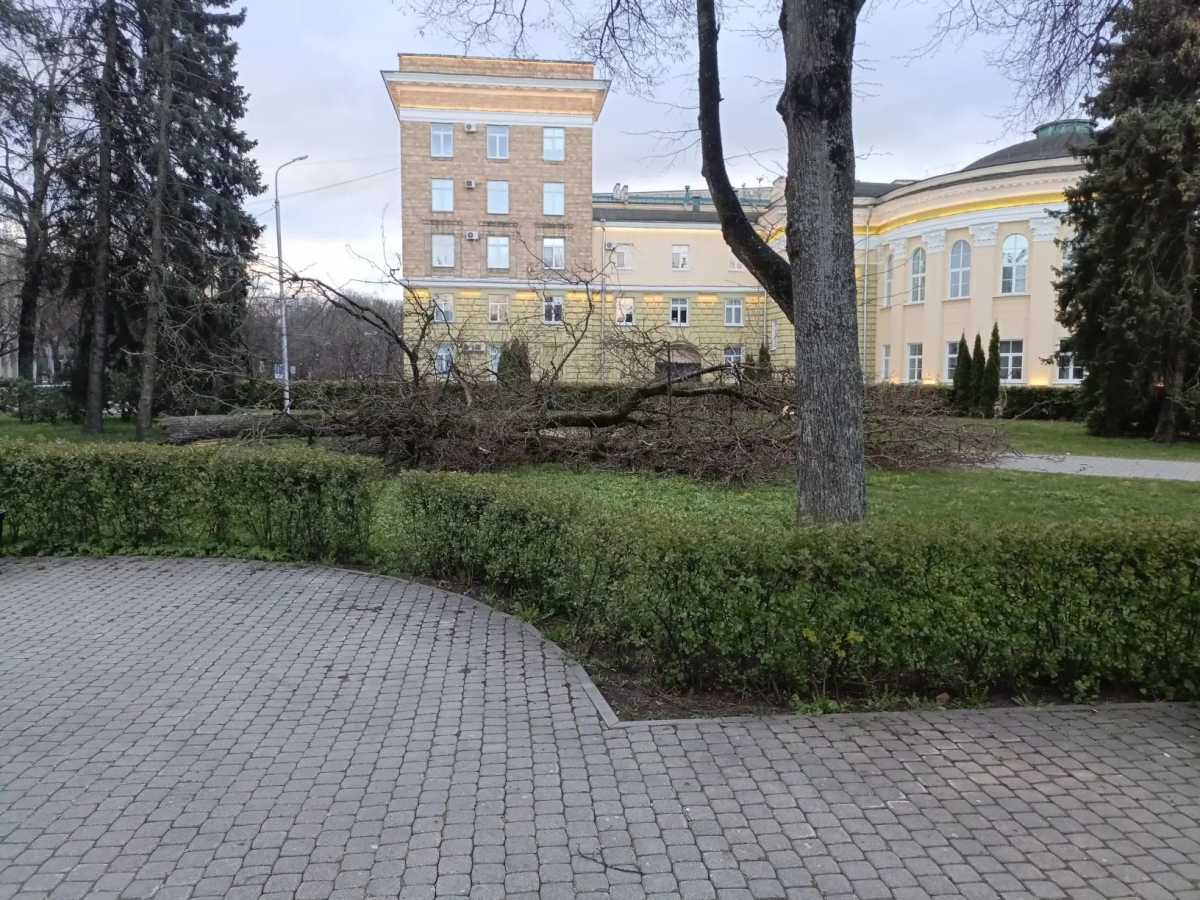 Сильный ветер повалил деревья в Великом Новгороде и снёс крышу на остановке