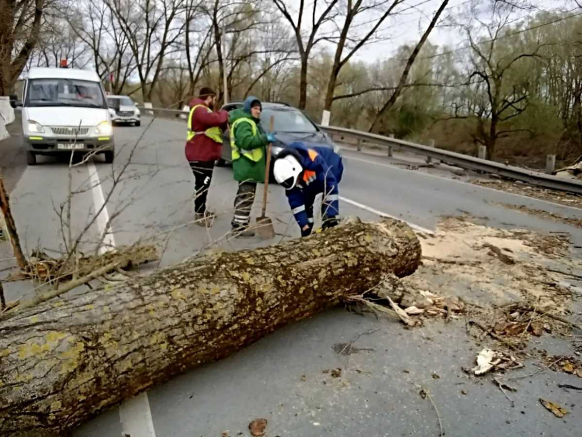 В Великом Новгороде сильный ветер повалил 28 деревьев