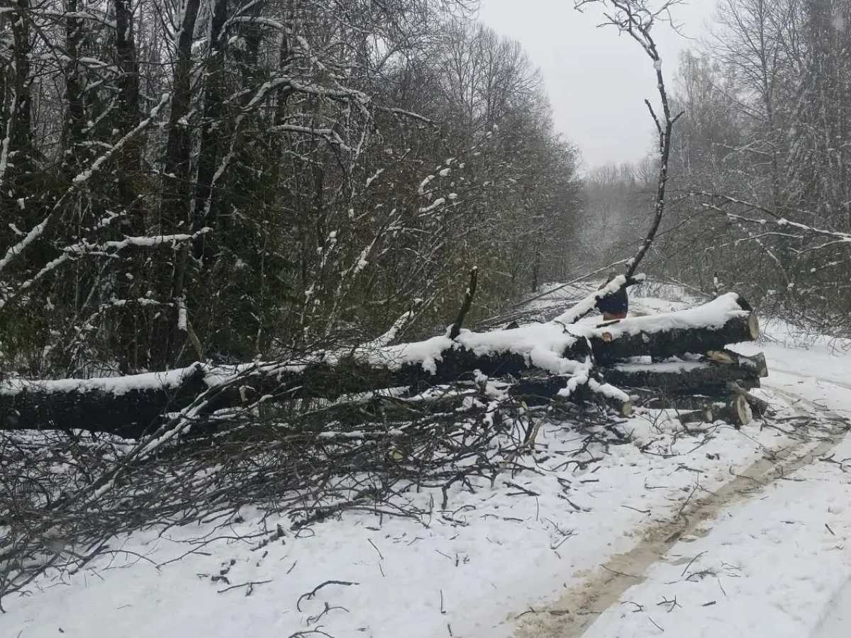 За два дня с дорог Новгородской области убрали более 1 100 упавших деревьев