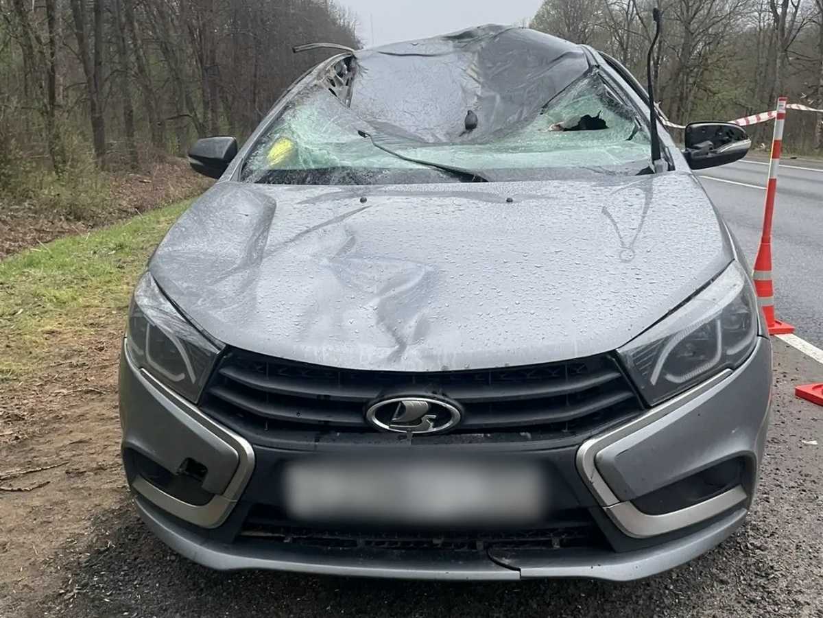 Пассажирка «Лады Веста» пострадала в ДТП с лосем в Новгородском округе