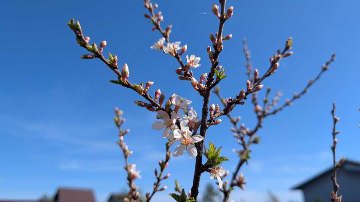 Скандинавский циклон принесёт в Новгородскую область тепло до 25 градусов