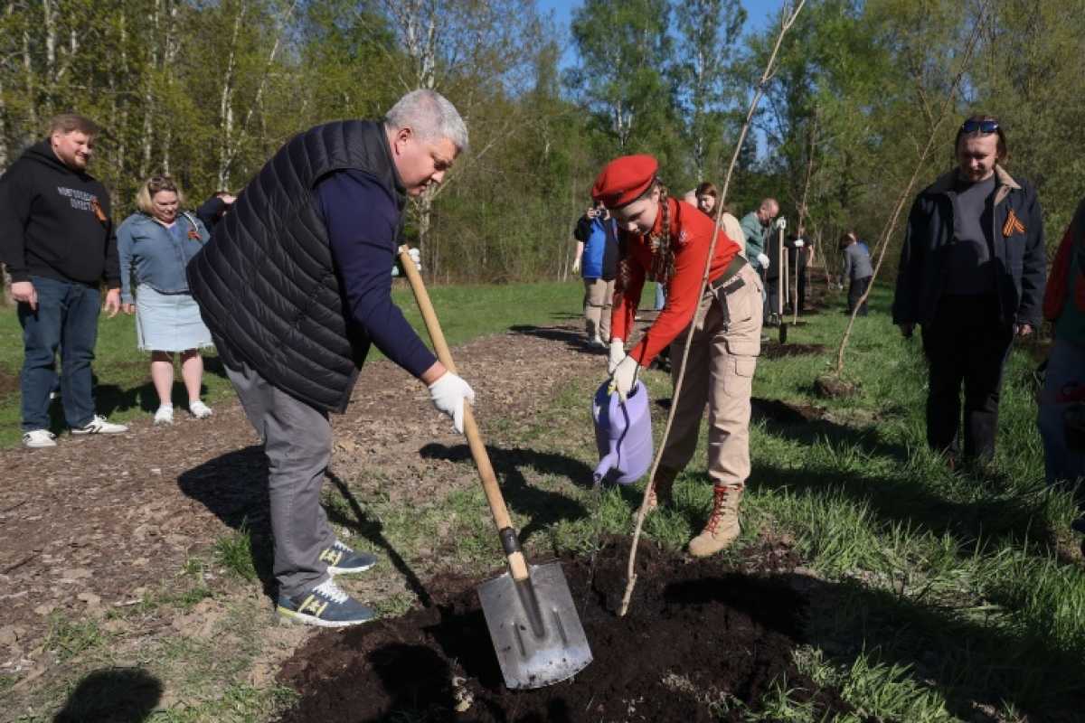В новгородском парке «Красное поле» высадили кленовую аллею