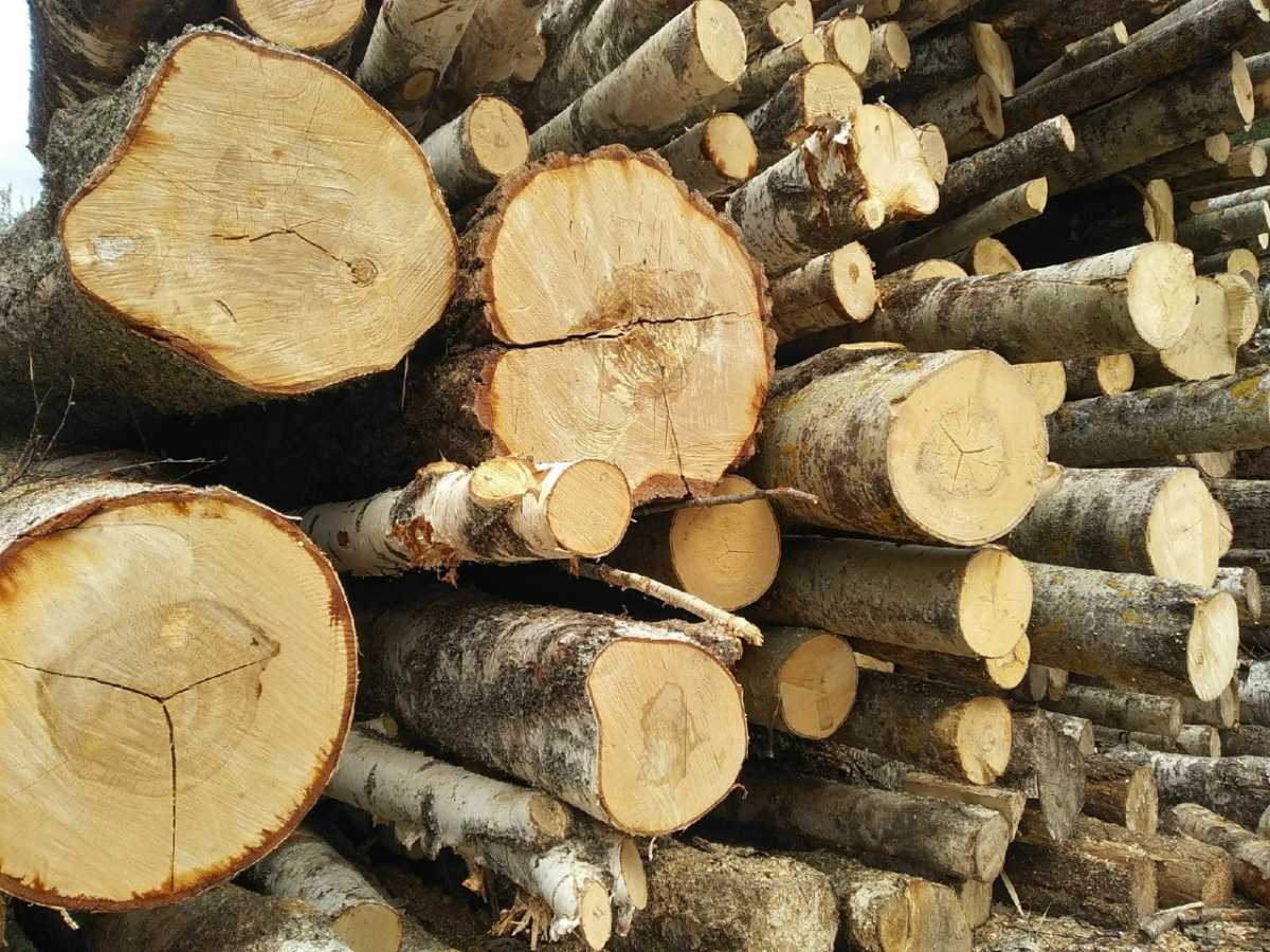 Новгородская область отправила на экспорт ещё более 100 тысяч кубометров леса