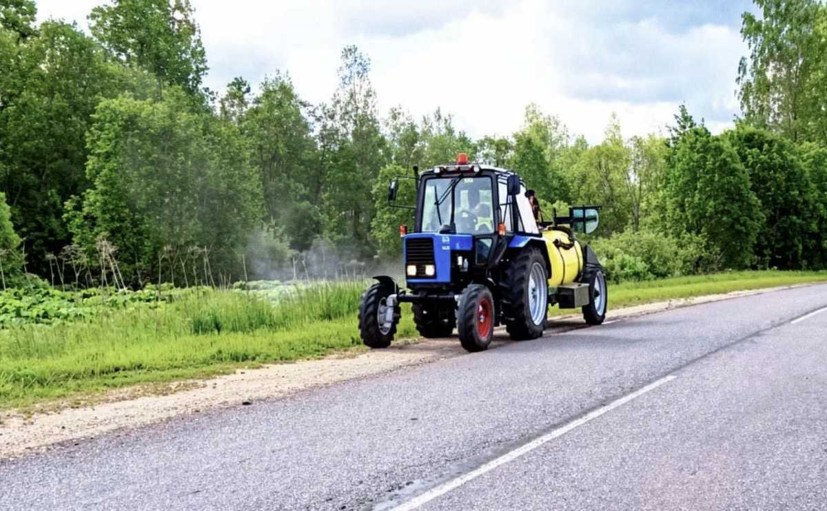 Борьбу с борщевиком дорожники начнут с Батецкого, Новгородского и Чудовского округов