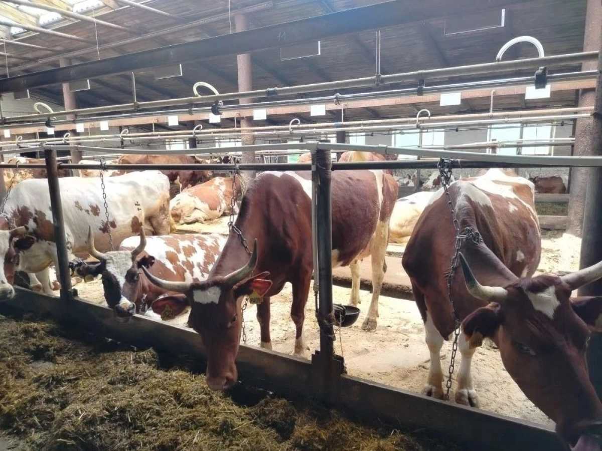 Коровы боровичского племрепродуктора дают более 7,1 тысячи килограммов молока в год