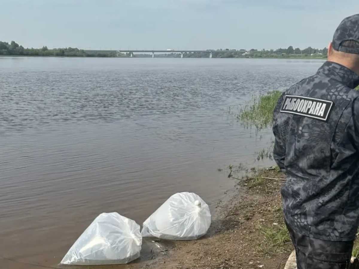В реку Ловать в Старорусском округе выпустили 65 тысяч личинок щуки В реку Ловать в Старорусском округе выпустили 65 тысяч личинок щуки