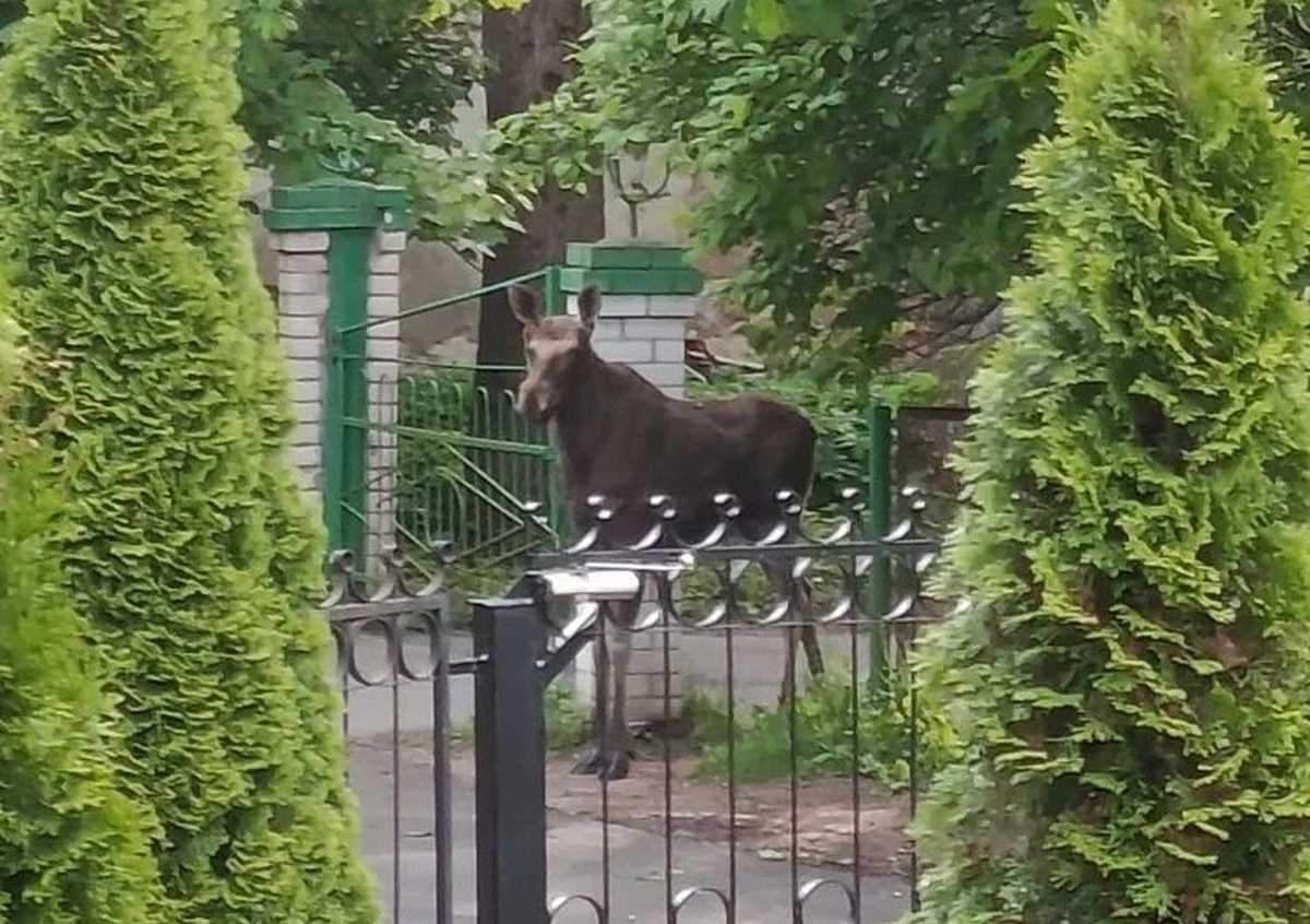 В Юрьеве под Великим Новгородом заметили лося В Юрьеве под Великим Новгородом заметили лося