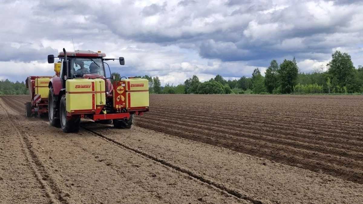 Новгородские фермеры выращивают элитный картофель из пробирки Новгородские фермеры выращивают элитный картофель из пробирки