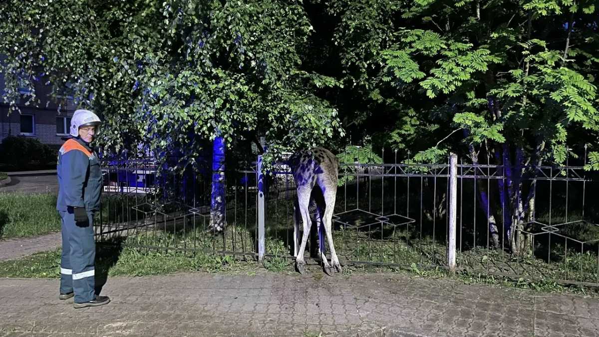 В Великом Новгороде лось погиб, перепрыгивая через ограду В Великом Новгороде лось погиб, перепрыгивая через ограду
