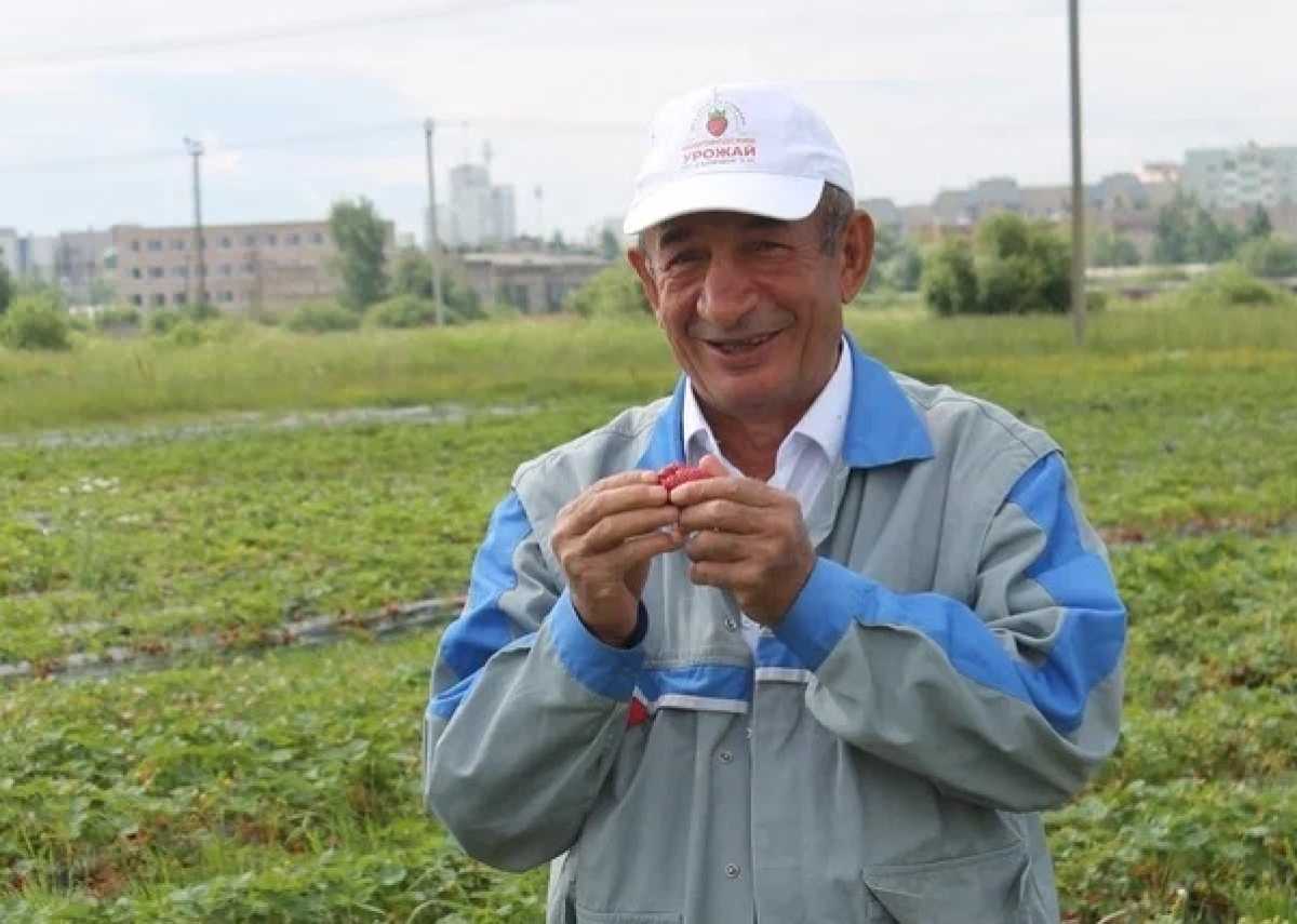 Новгородцев приглашают на самосбор первого урожая клубники Новгородцев приглашают на самосбор первого урожая клубники