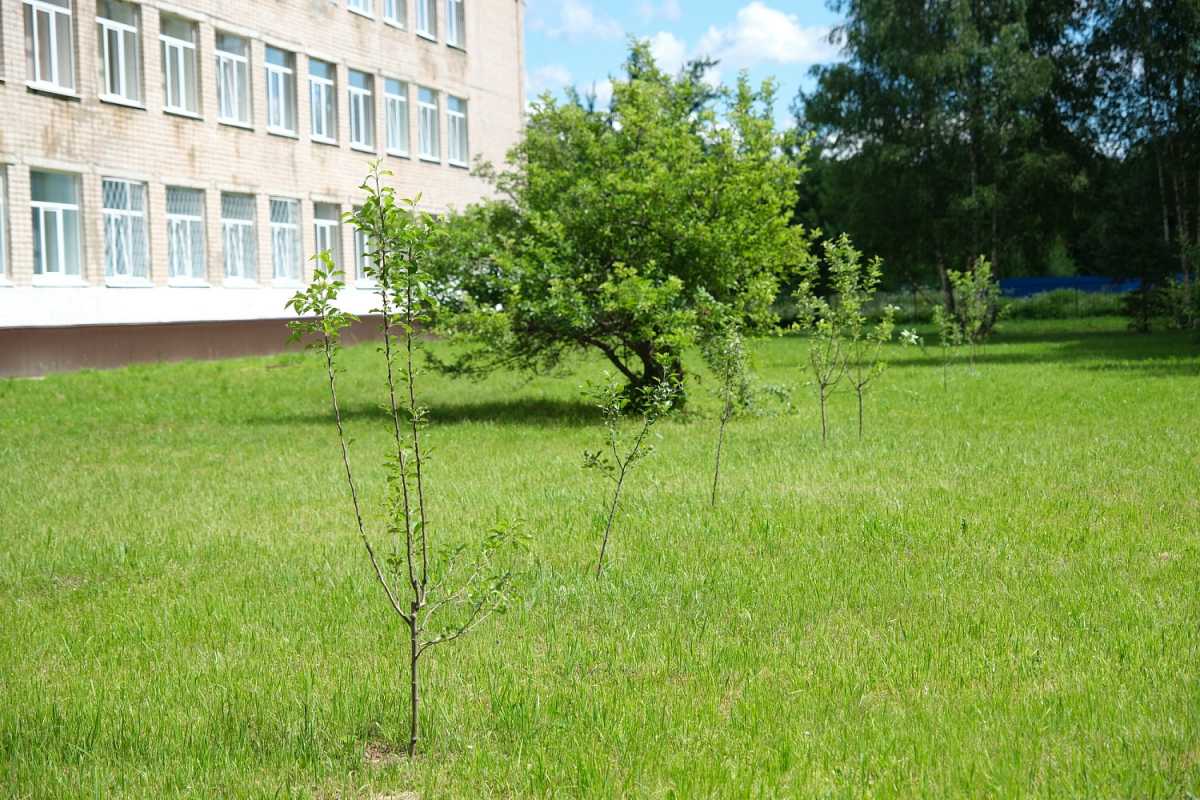 Возле школы в посёлке Парфино появился яблоневый сад Памяти Возле школы в посёлке Парфино появился яблоневый сад Памяти