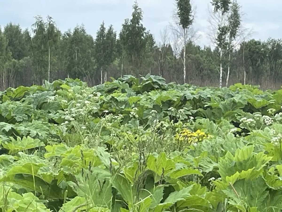 Почти 50 га сельхозземель в Новгородской области заросло борщевиком Сосновского Почти 50 га сельхозземель в Новгородской области заросло борщевиком Сосновского