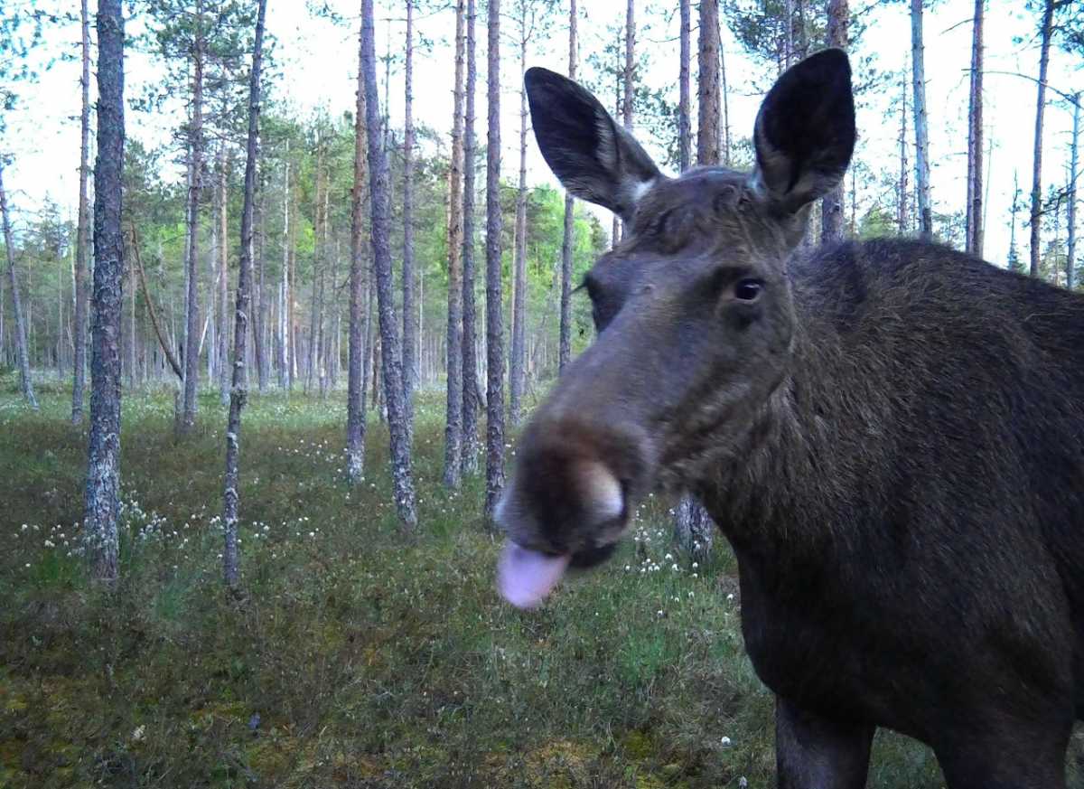 Фотоловушка нацпарка «Валдайский» сделала портреты лосихи, высунувшей язык, и косули с «зеркальцем» Фотоловушка нацпарка «Валдайский» сделала портреты лосихи, высунувшей язык, и косули с «зеркальцем»